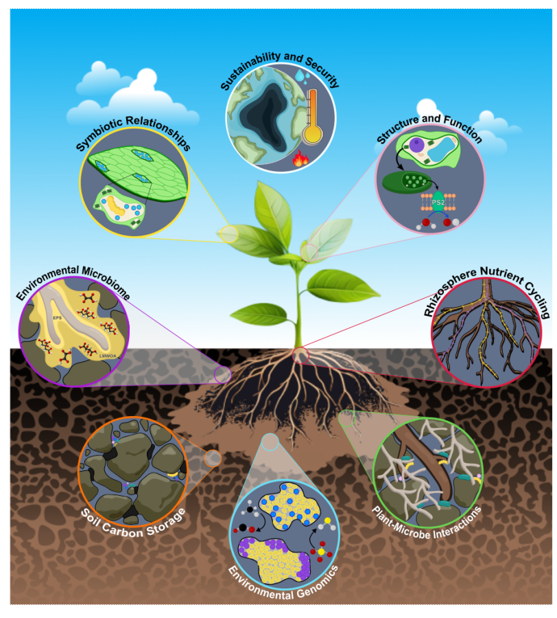 A graphic illustrating a plant and the many kinds of interactions it has with its environment. 