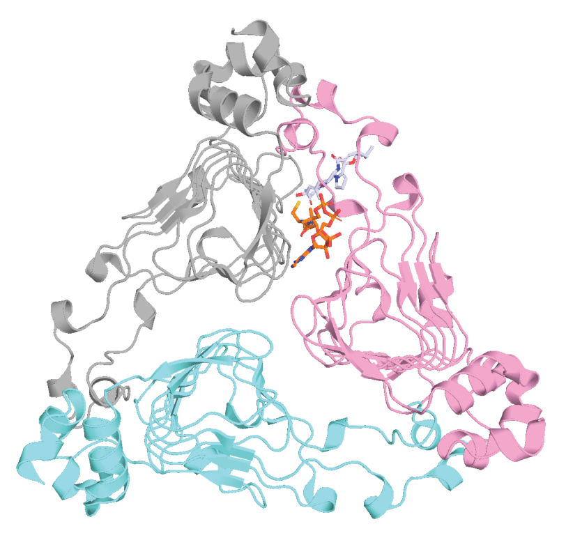 Visual of protein Virginiamycin acetyl transferase D (VatD)