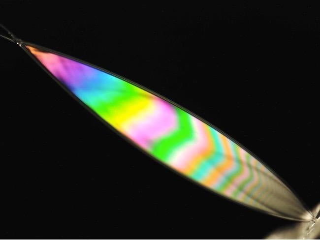 Translucent fin-like structure displaying iridescent rainbow colors including pink, blue, yellow and green against a black background.