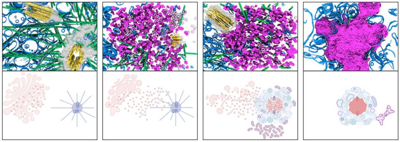 inflammasome steps