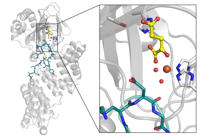 Molecular structures illustrating enzymes in action.