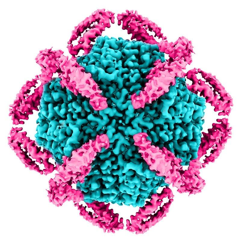 CryoEM