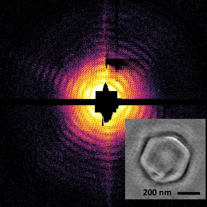 Diffraction pattern and holographic reconstruction of a virus