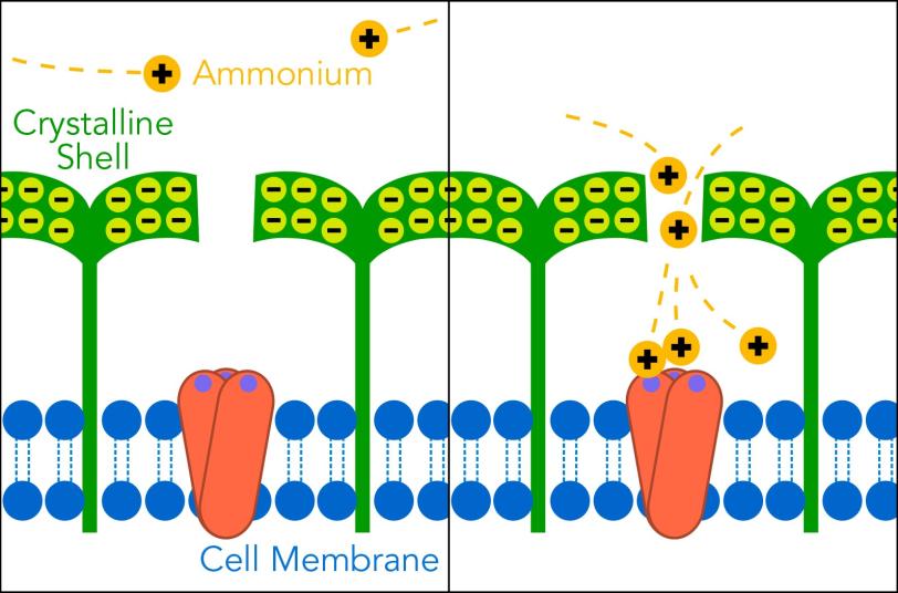 Diagram of archaea concentrating food via its crystalline shell