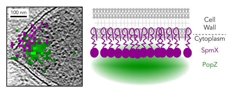 Image and diagram showing locations of PopZ and SpmX molecules in Caulobacter