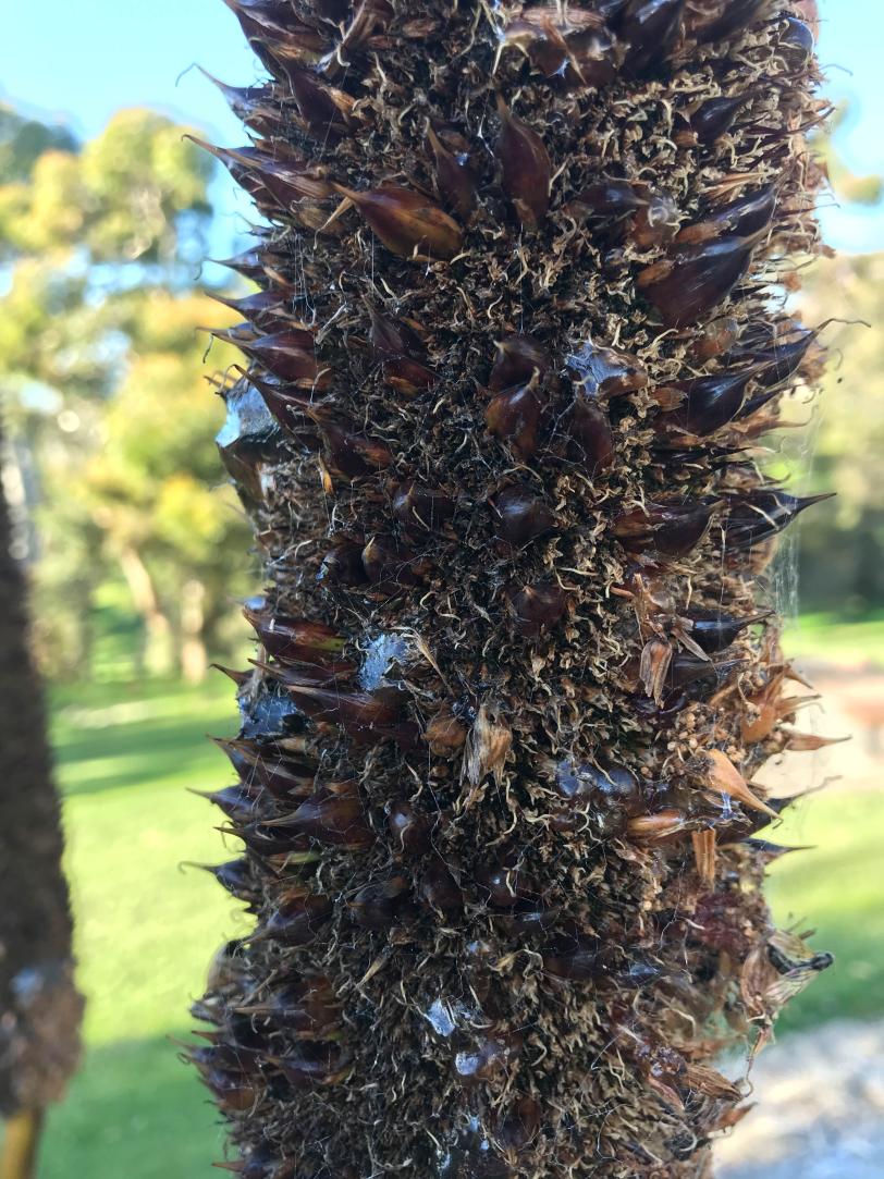 Plant secretion from what is called "grass tree."