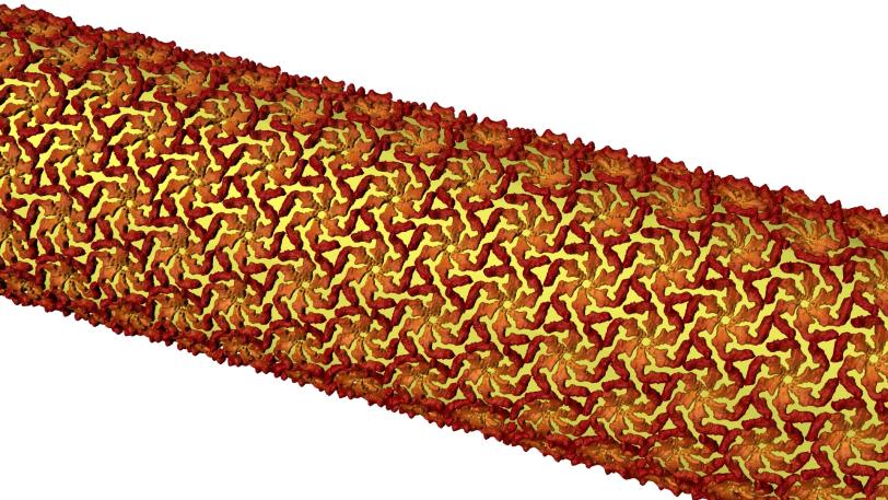 Illustration of bacterial stalk tiled in protein crystals 