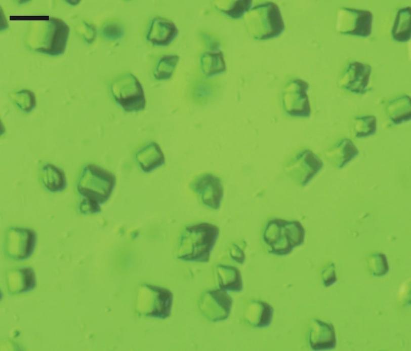 Microscope image of photosystem crystals