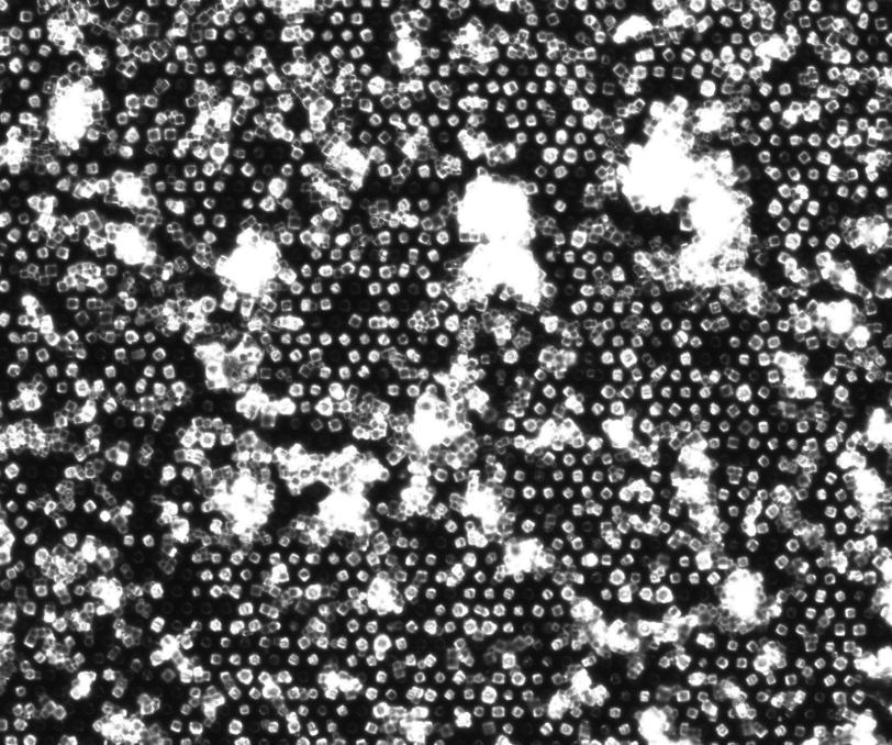 Micrograph of the microstructured chip, loaded with crystals for the investigation
