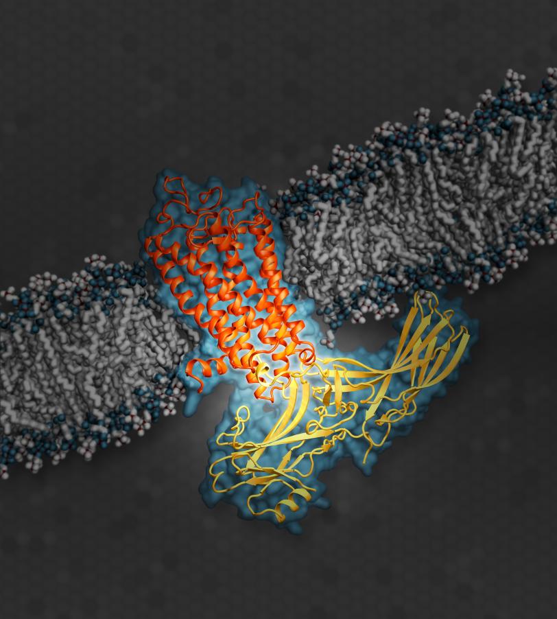  Illustration shows arrestin (yellow), an important type of signaling protein, while docked with rhodopsin (orange).