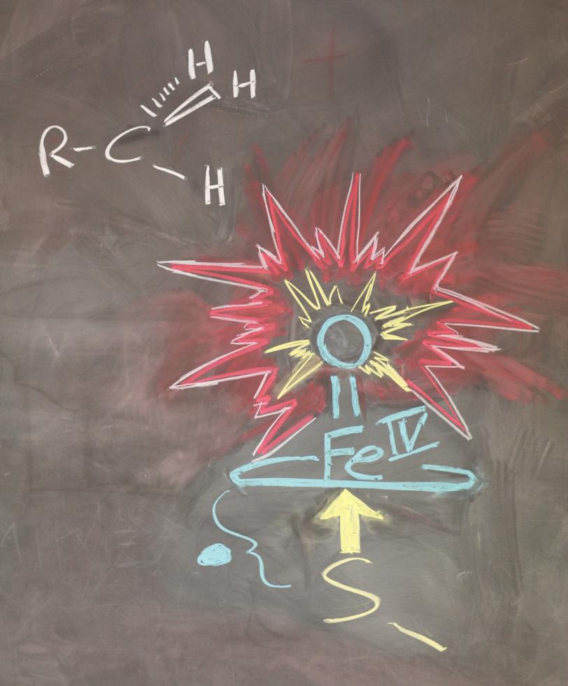 Image - A chalk drawing showing the key bonds in the cytochrome intermediate compound. The shorter iron-sulfur bond enables the more reactive double-bonded oxygen atom to extend farther out on the other side and participate in an activation reaction.