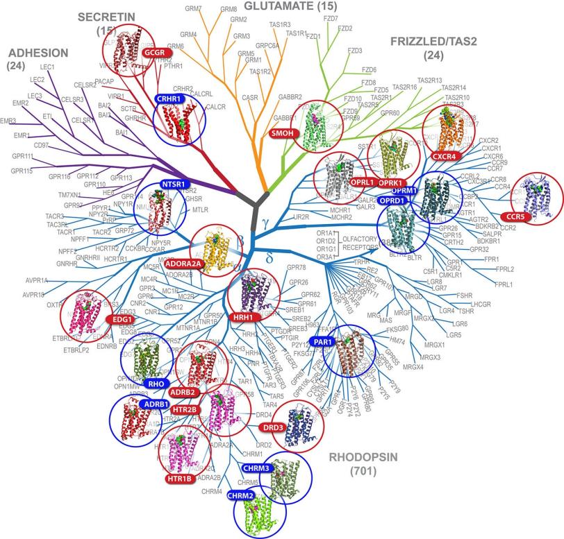 Image - This diagram, a "family tree" for G protein-coupled receptors, highlights the receptors (circled) whose structures have been solved, among hundreds of others whose structures have not yet been determined. (GPCR Network: http://gpcr.scripps.edu)
