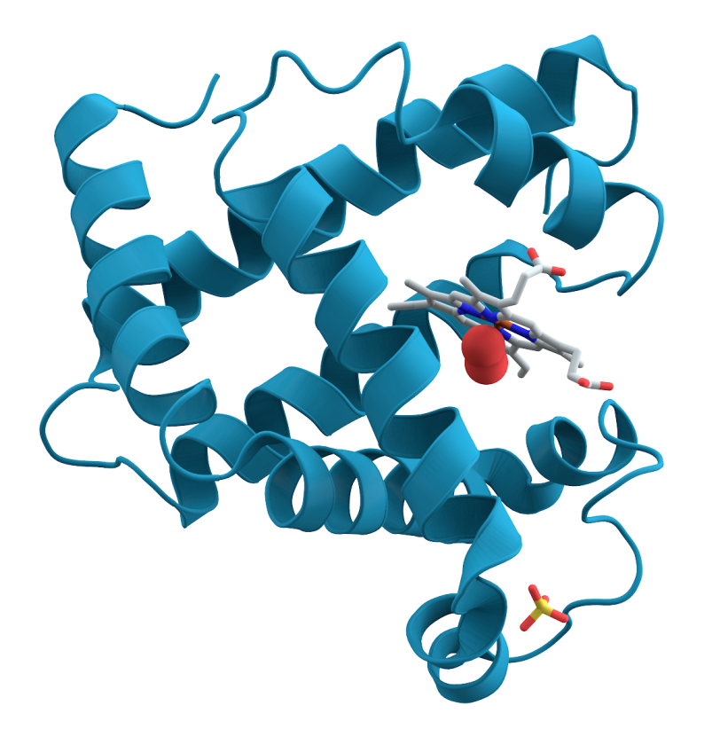 Image - A 3-D computer rendering of myoglobin. (Wikimedia Commons)