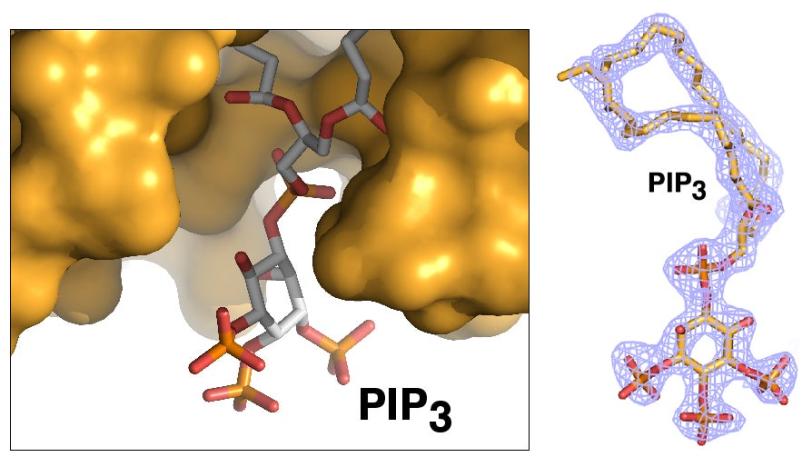 Image - A view of a signaling phospholipid, PIP3, which was studied while bound to a nuclear receptor known as SF-1. The phospholipid was found to behave as a hormone. (Raymond Blind/UCSF)