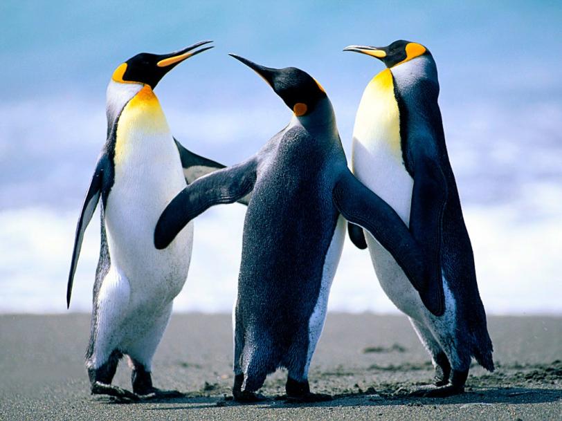Some penguins