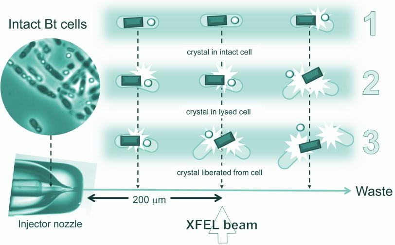 Three scenarios suggesting how the integrity of bacteria cells studied at the Linac Coherent Light Source X-ray laser might vary at the moment they are struck by X-rays. The horizontal arrow depicts the flow of the cell samples from a liquid jet to waste 