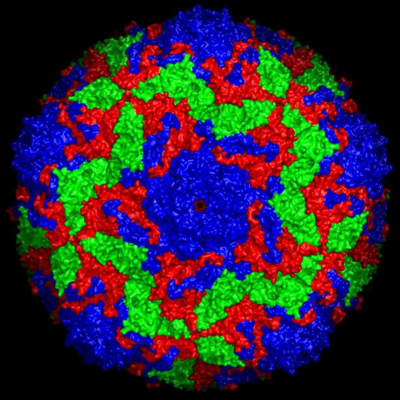 Surface structure of the bovine enterovirus 2