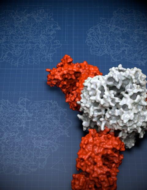 illustration of Lassa virus protein molecular structure
