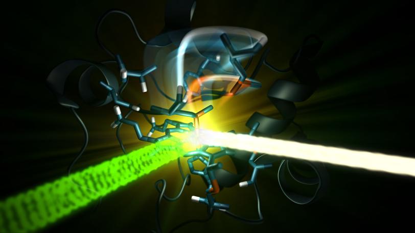 An optical laser (green) excites the iron-containing active site of the protein cytochrome c, and then an X-ray laser (white) probes the iron.