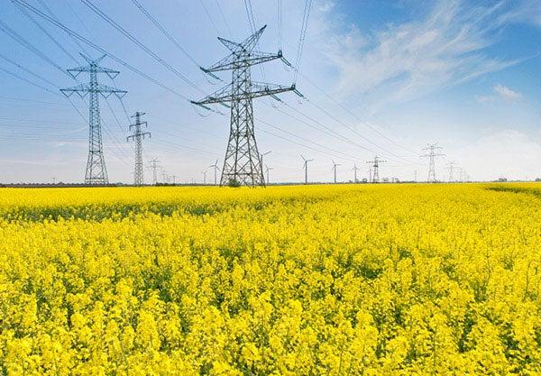 Field of yellow flowers with large power lines. Photo: iStockphoto.com