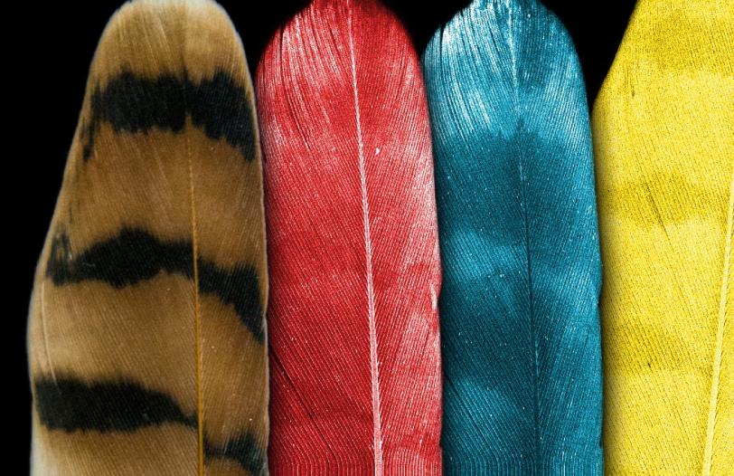 American kestrel feather