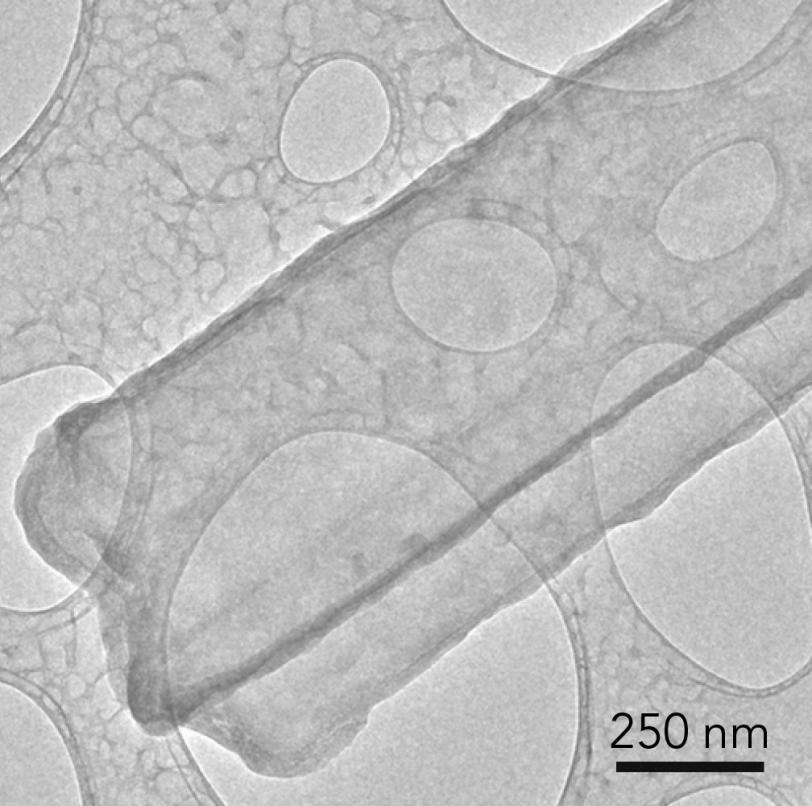 A lithium metal dendrite, taken with cryogenic electron microscopy or cryo-EM