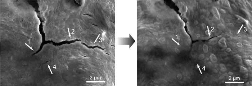 Two micrographs of before and after healing in polymer