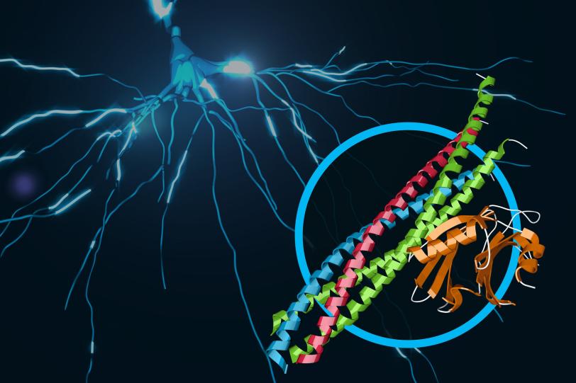 Protein complex at work in brain signaling.