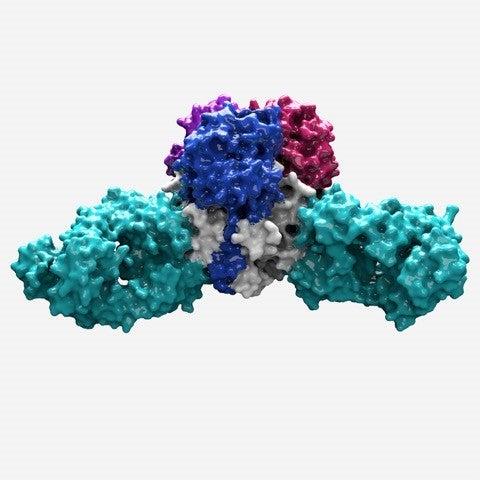 illustration of an antibody from human survivor inactivating a Lassa virus surface protein