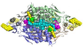 ﻿flavin-dependent thymidylate synthase enzyme