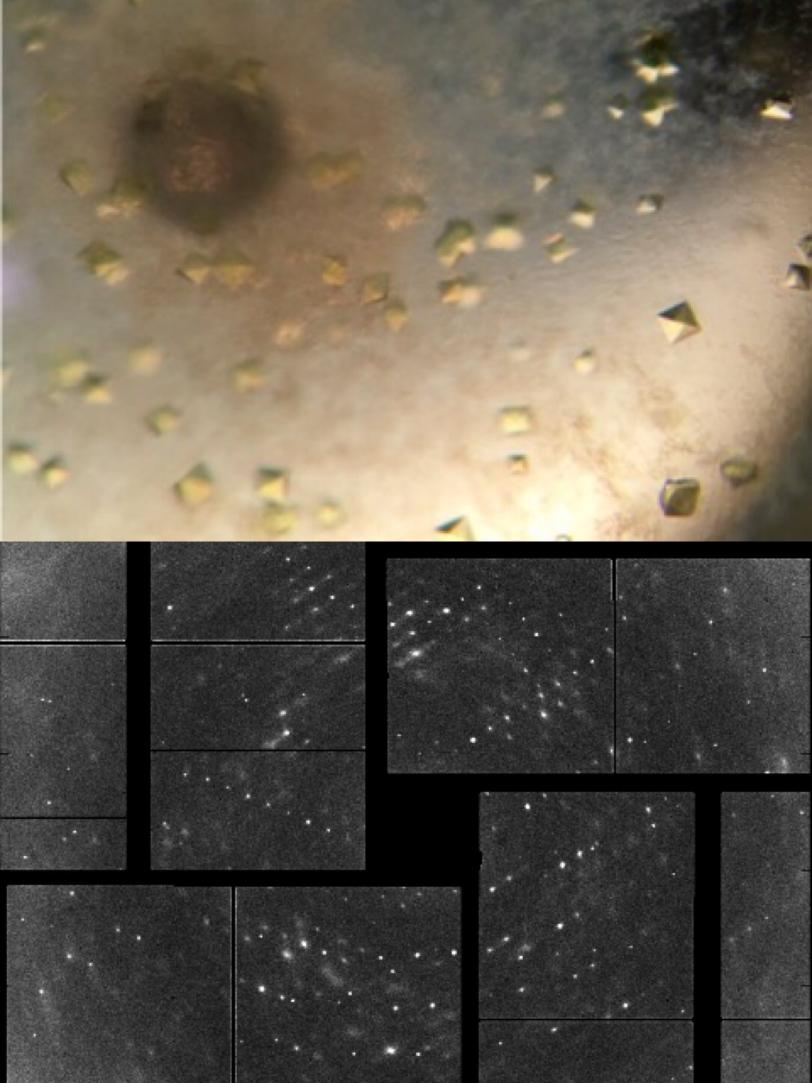 Top: An optical microscope image of crystallized photolyase, Bottom: An X-ray diffraction pattern from the photolyase crystals.