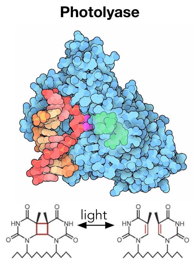 An illustration of UV light creating damage in DNA and the reverse reaction where photolyase repairs the damage.