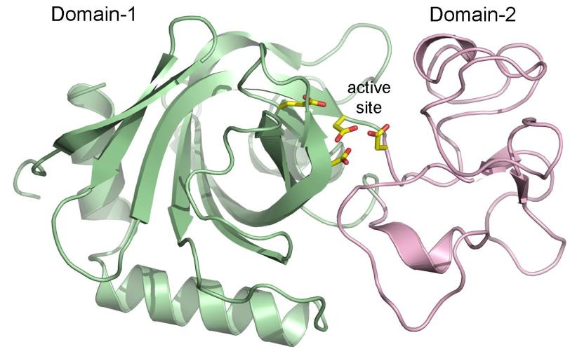 A three-dimensional structure of the soil virus AMG product, an enzyme known as a chitosanase