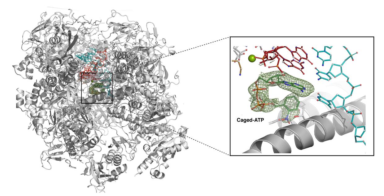 A complex molecule, with one part expanded to show detail of a green cage