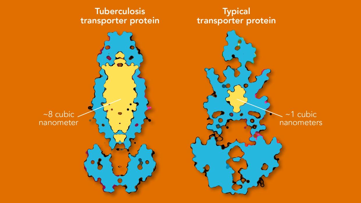 Protein structure diagrams illustrating the size of typical protein cavities and a much larger, newly discovered one.
