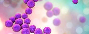 Image of spherical bacteria