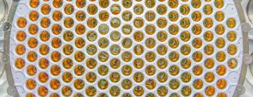 Overhead view looking down into a white structure with dozens of orange circular components arranged radially.