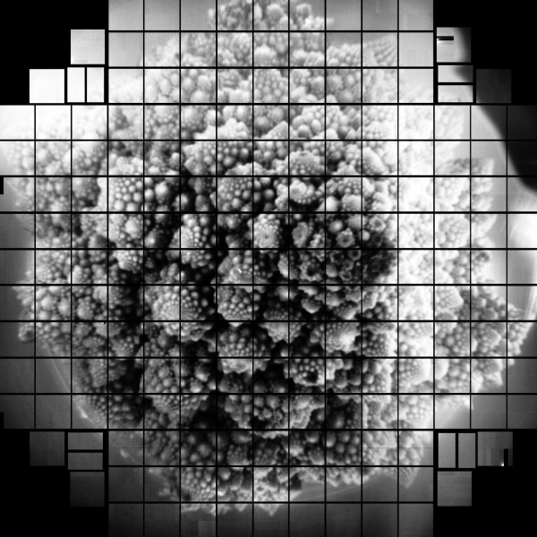 Head of Romanesco image taken with the focal plane of the LSST Camera.