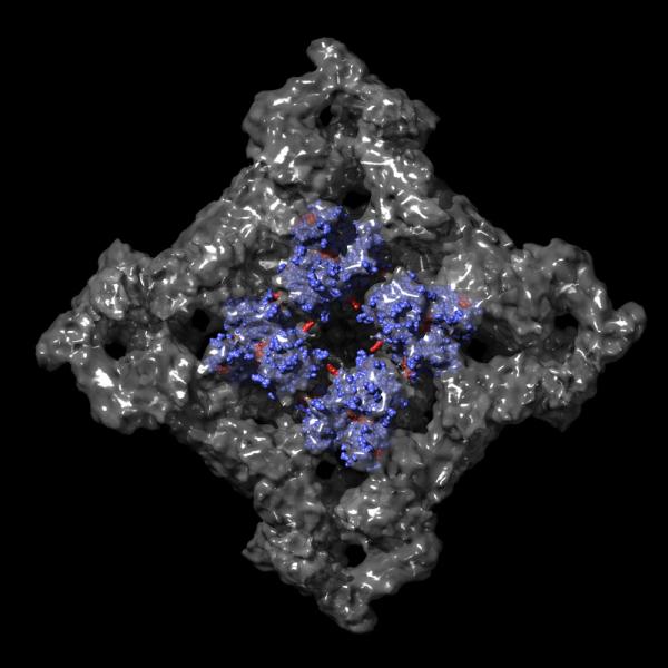 High-resolution images of the ryanodine receptor, a protein associated with calcium