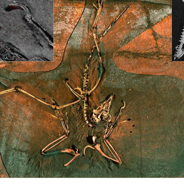 A false color image of the Thermopolis Archaeopteryx