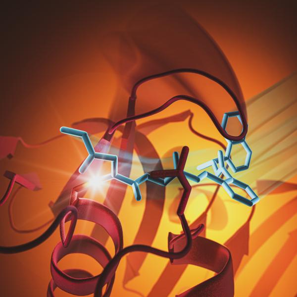 This graphic illustration shows how a SARS-CoV-2 protease attaches to a new molecule. The new molecule is meant to slow the virus inside an infected person.