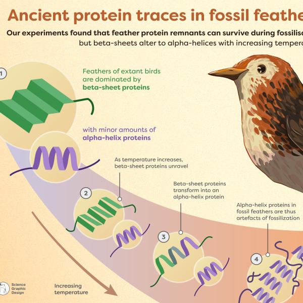 This figure shows how protein compositions in feathers change over time and temperature.