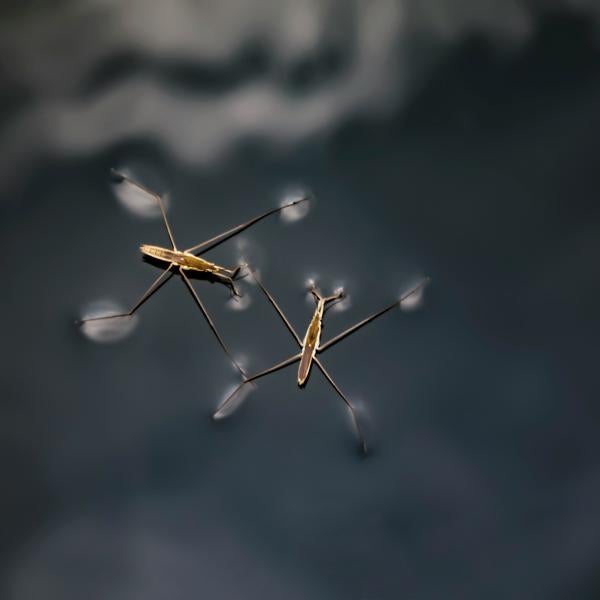 Two water strider insects with long, thin legs cast shadows on dark blue water surface with blurred background reflections.
