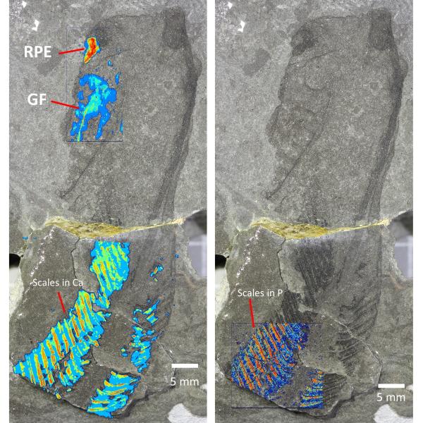 fossil specimen in gray rock with bright marcations overlain 
