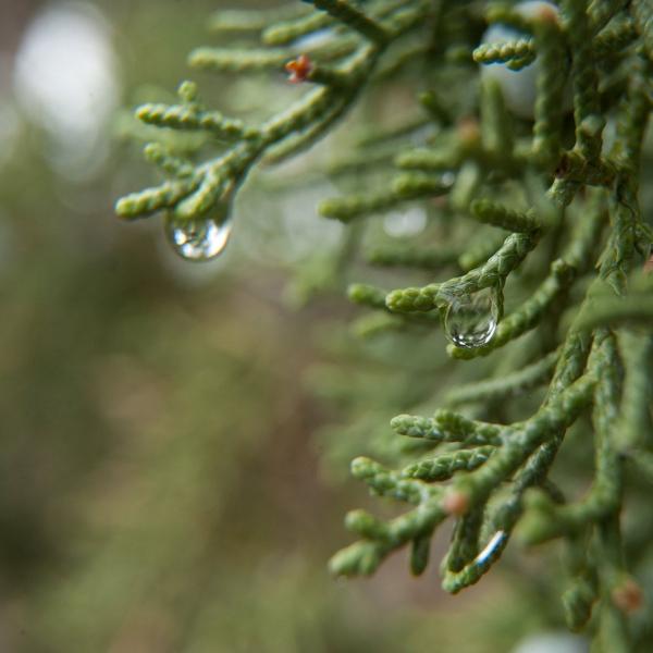 water droplets on plant