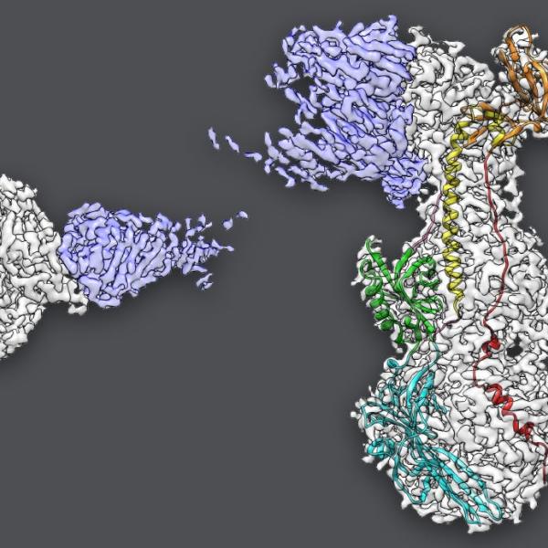 Images extracted from cryo-EM data