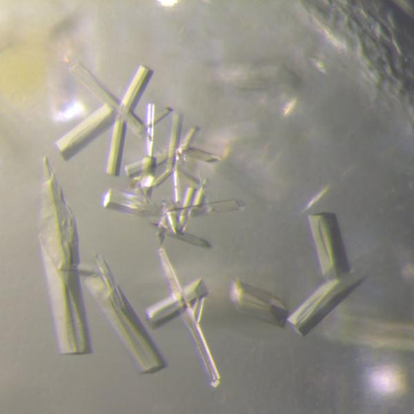 Crystals of the soil virus AMG product (chitosanase) at 400x magnification.