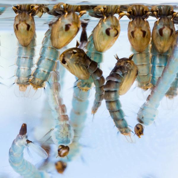 A photograph of mosquito larvae.