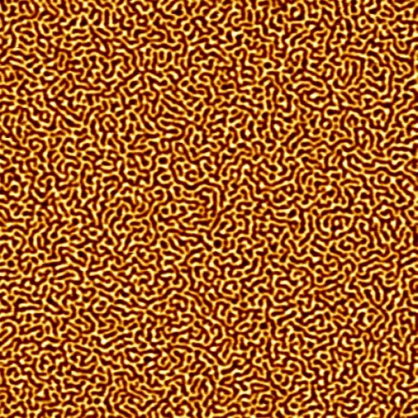Image - Maze-like magnetic structure imaged by magnetic-force microscope