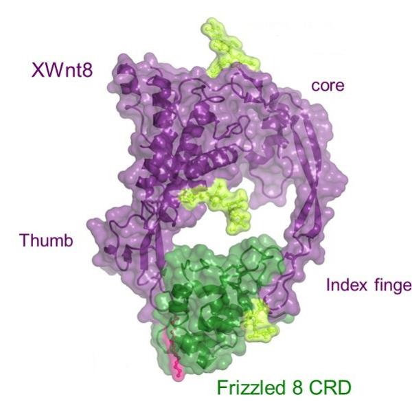 Image – diagram of XWnt8 structure